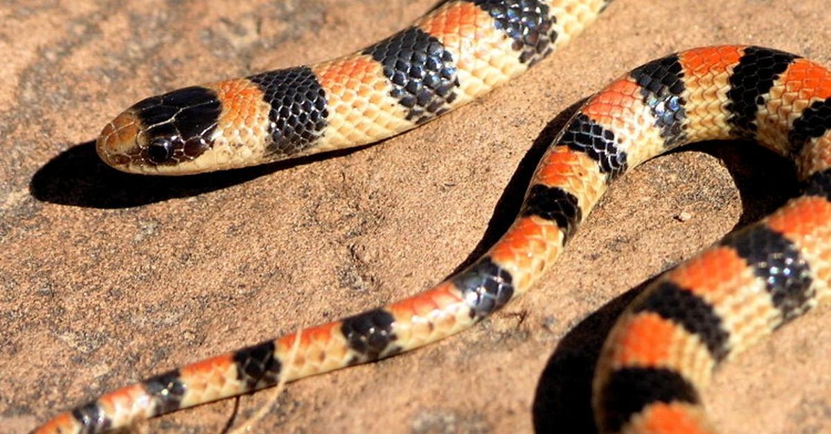 A beautiful representation of the Ground Snake, scientifically Sonora semiannulata.