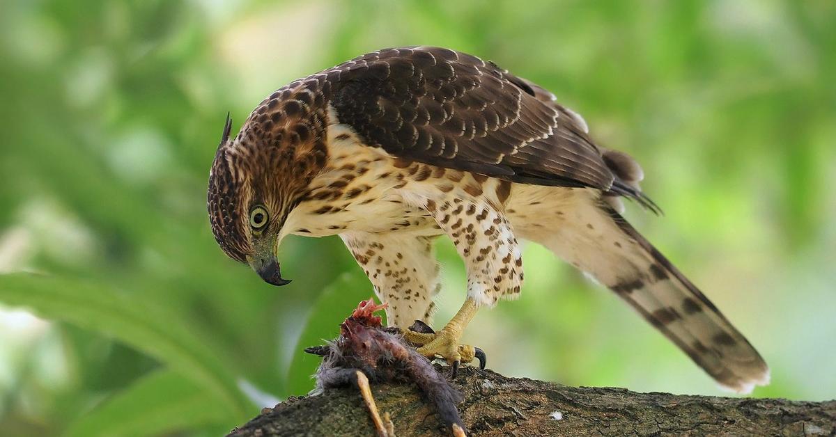 The fascinating Goshawk, scientifically known as Accipiter gentilis.