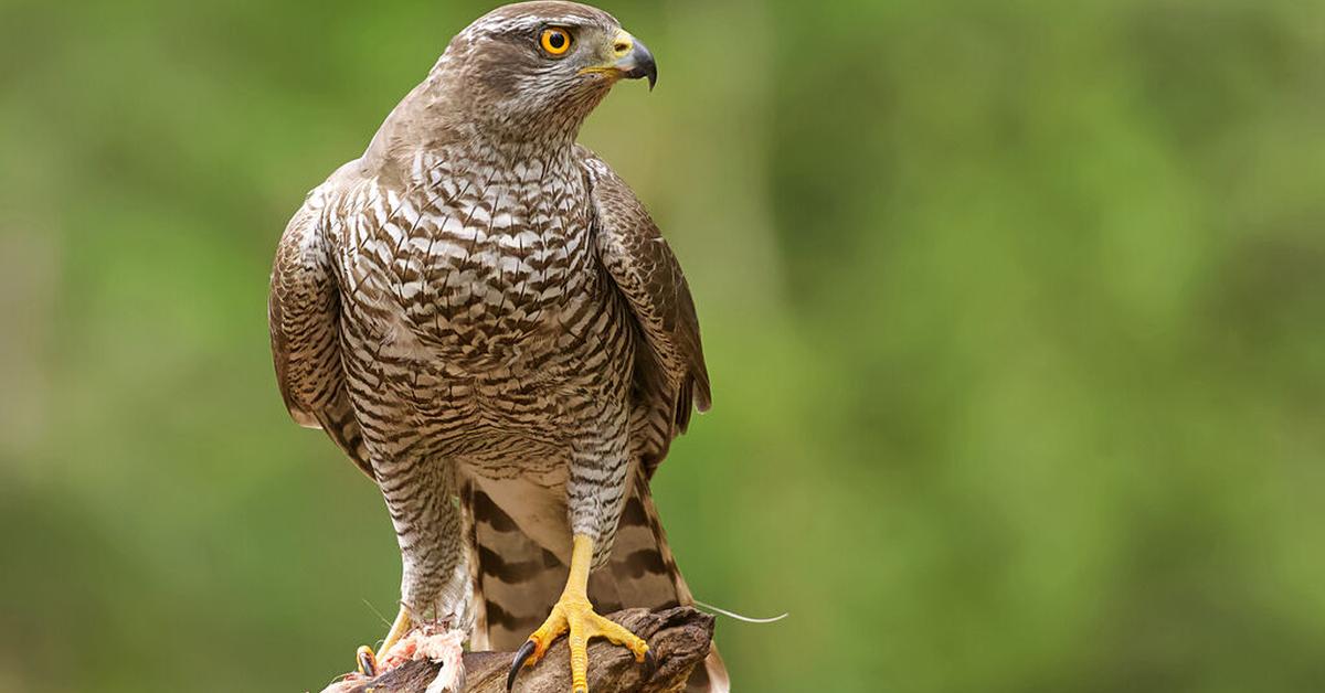 Exquisite image of Goshawk, in Indonesia known as Elang Goshawk.