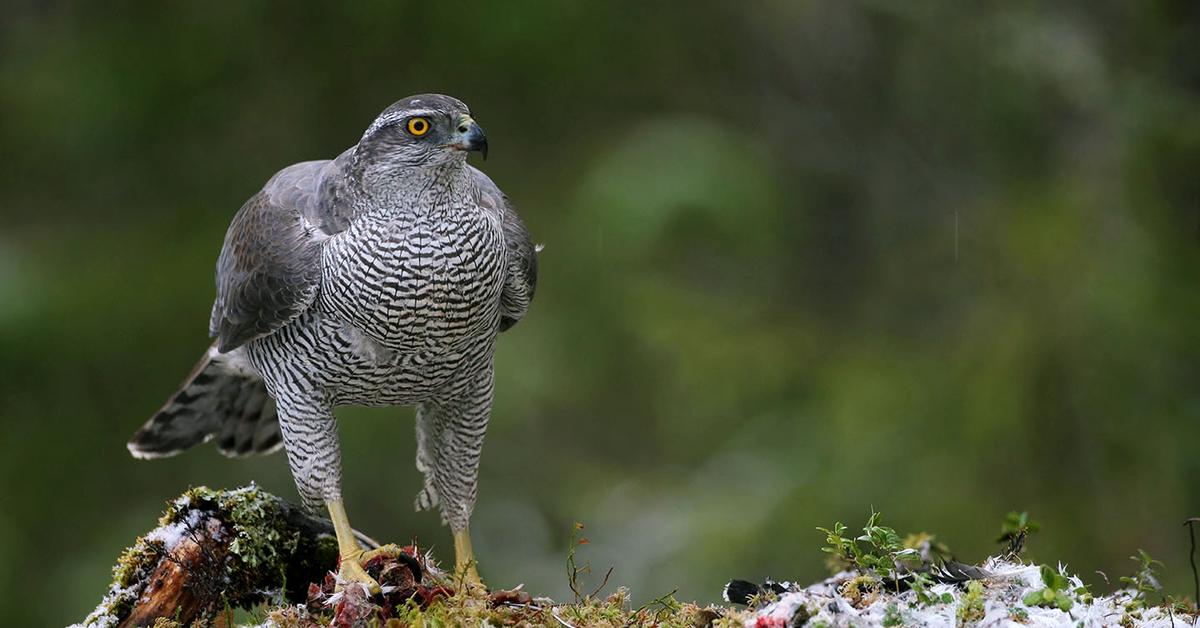 The remarkable Goshawk (Accipiter gentilis), a sight to behold.