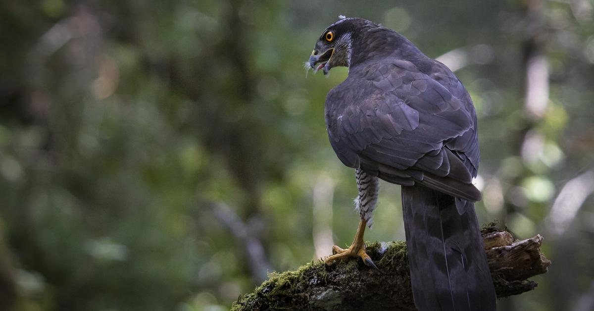 Stunning image of the Goshawk (Accipiter gentilis), a wonder in the animal kingdom.