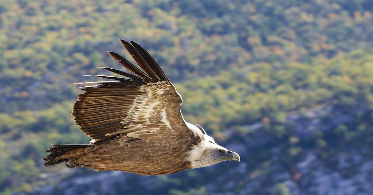 The elegant Griffon Vulture (Gyps fulvus), a marvel of nature.