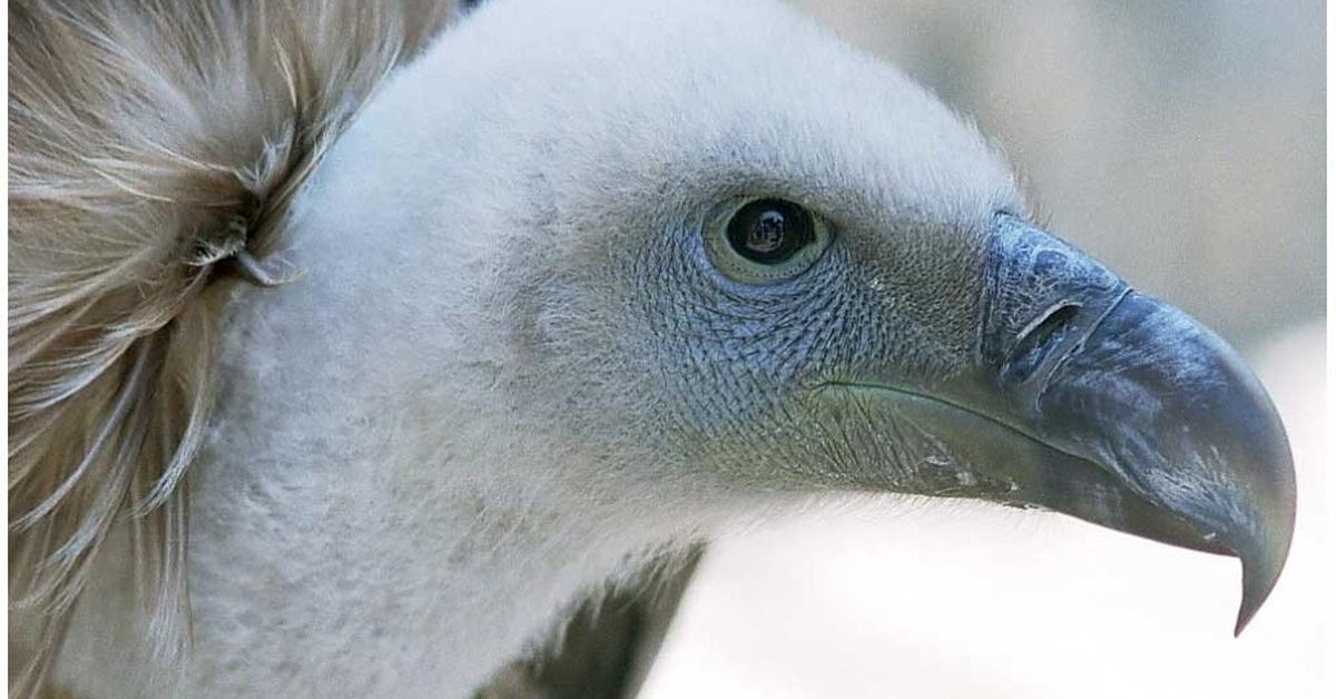 Natural elegance of the Griffon Vulture, scientifically termed Gyps fulvus.