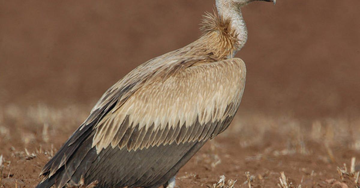 Portrait of a Griffon Vulture, a creature known scientifically as Gyps fulvus.