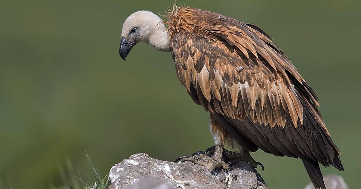 Unique portrayal of the Griffon Vulture, also called Elang Gereja in Bahasa Indonesia.