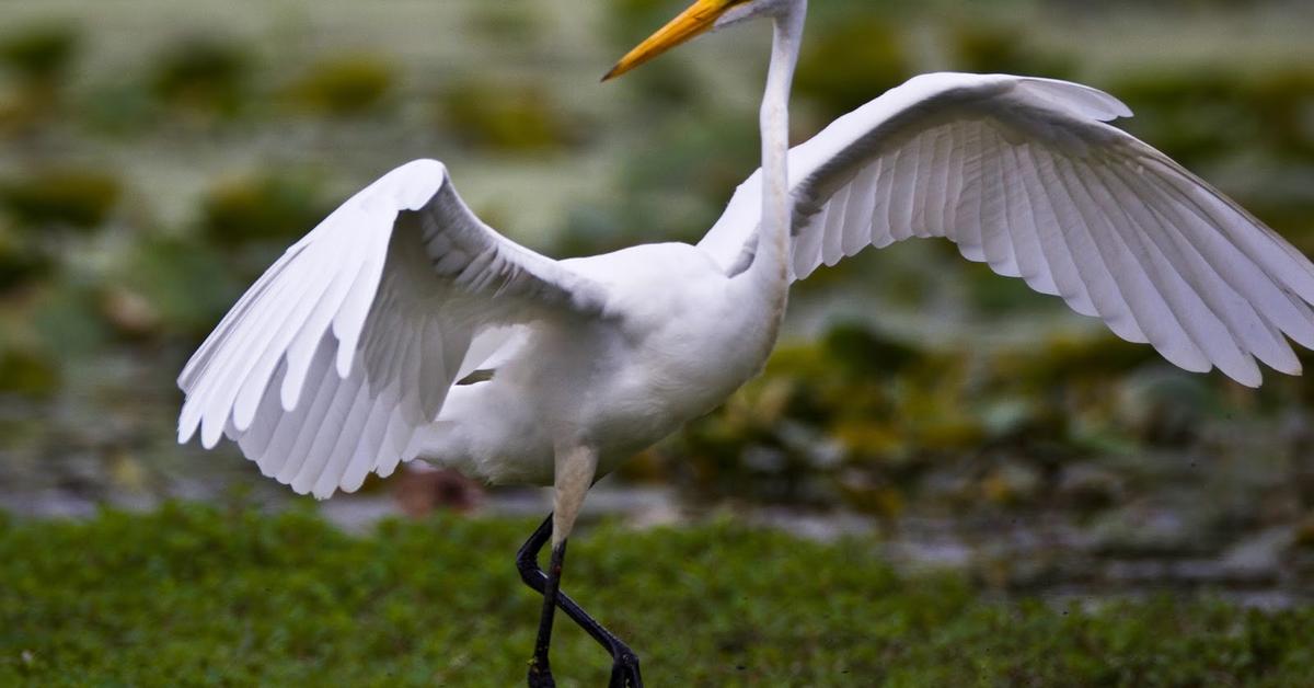 Vivid image of the Great Egret, or Bangau Besar in Indonesian context.