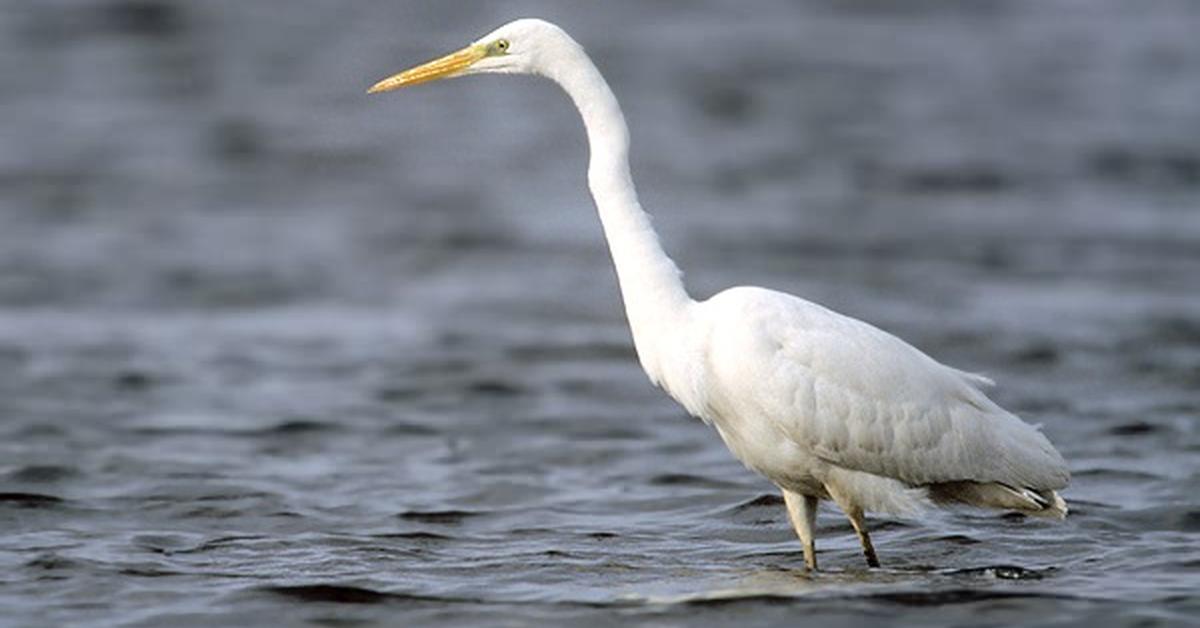 Visual representation of the Great Egret, recognized in Indonesia as Bangau Besar.