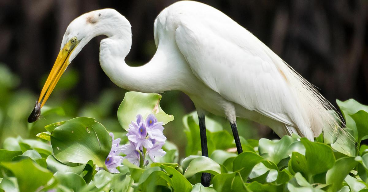 Image of the Great Egret (Ardea alba), popular in Indonesia as Bangau Besar.