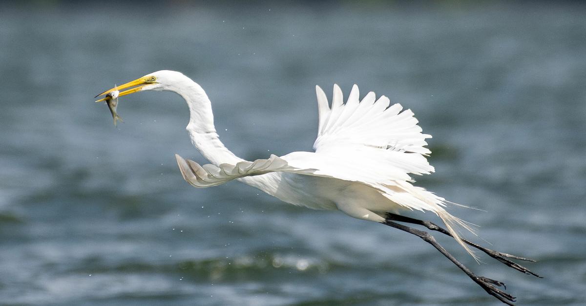 Captivating shot of the Great Egret, or Bangau Besar in Bahasa Indonesia.