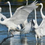 Visual of Great Egret, or Bangau Besar in Indonesian, showcasing its beauty.