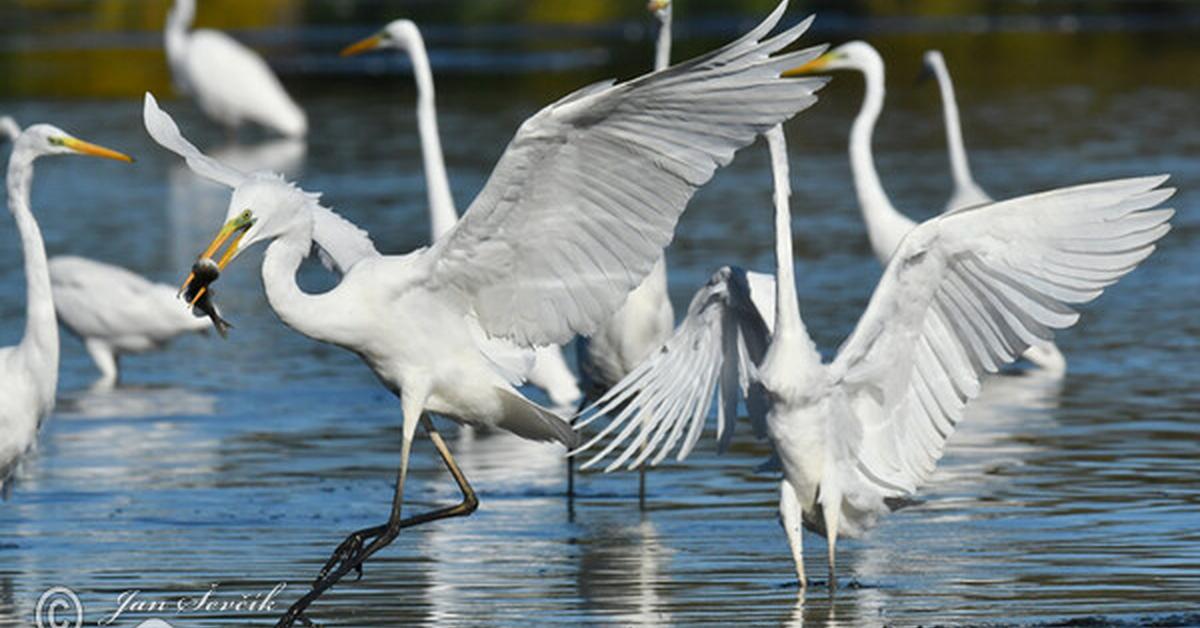 Visual of Great Egret, or Bangau Besar in Indonesian, showcasing its beauty.