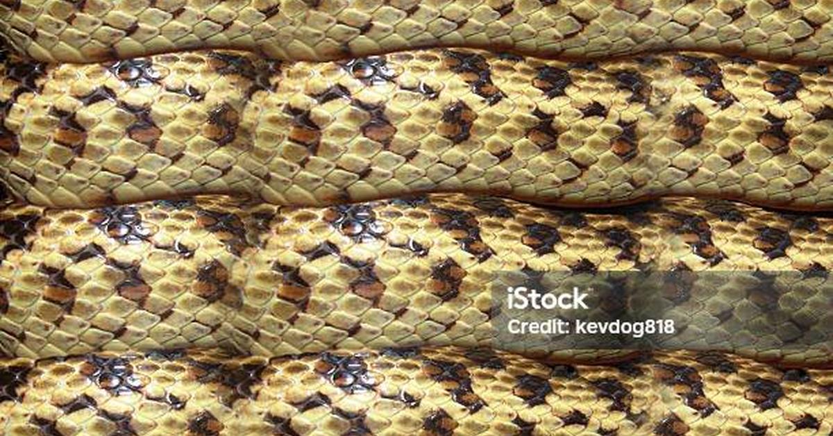 Visual representation of the Gopher Snake, recognized in Indonesia as Ular Gopher.