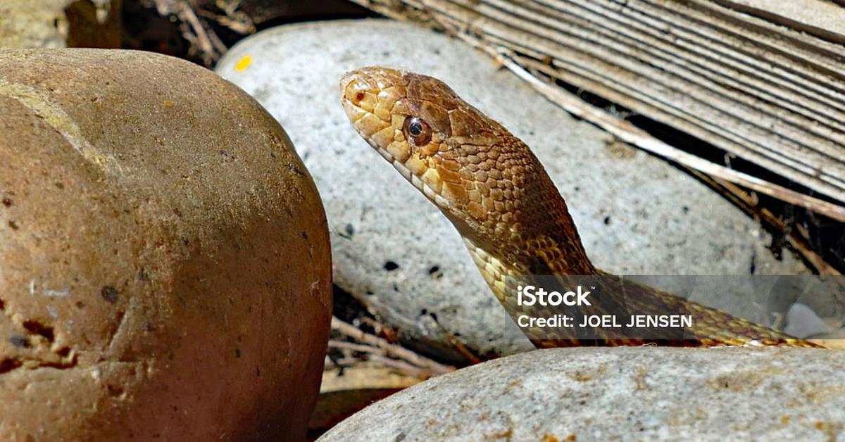 Vivid image of the Gopher Snake, or Ular Gopher in Indonesian context.