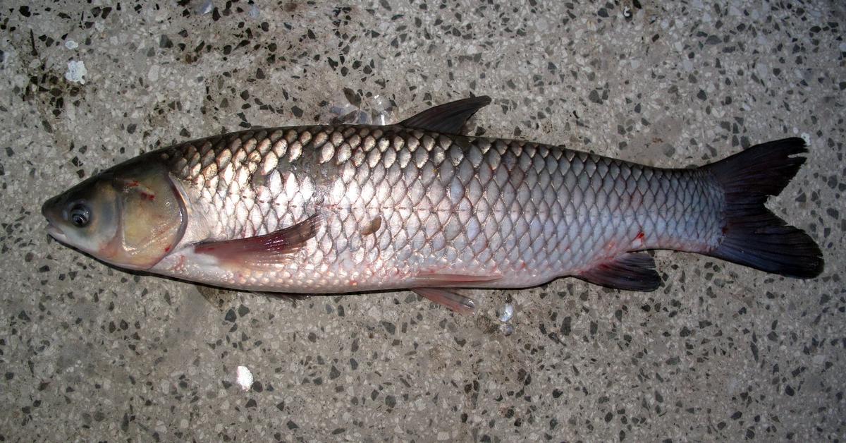 Distinctive Grass Carp, in Indonesia known as Ikan Rumput, captured in this image.