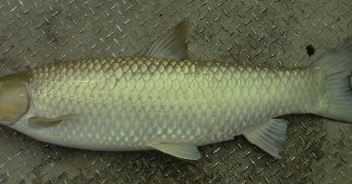 Dynamic image of the Grass Carp, popularly known in Indonesia as Ikan Rumput.