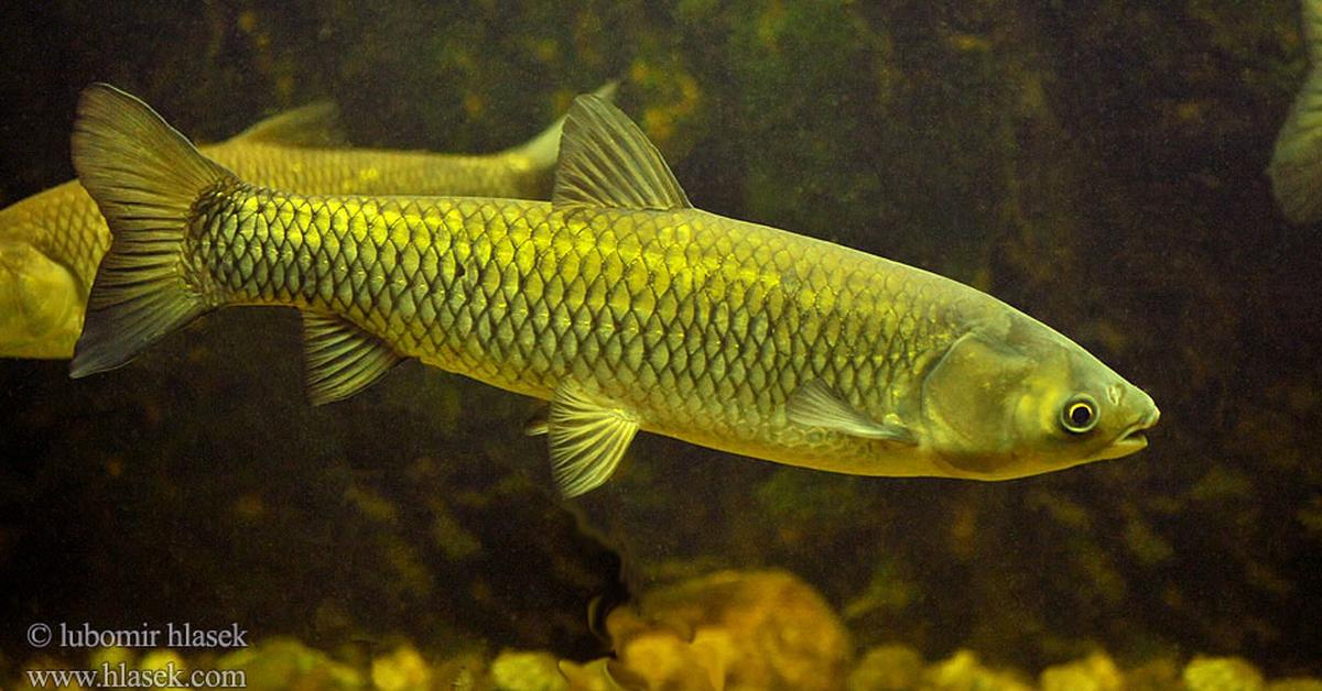 Dynamic image of the Grass Carp, popularly known in Indonesia as Ikan Rumput.