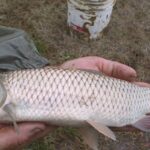 Picture of Grass Carp, known in Indonesia as Ikan Rumput.