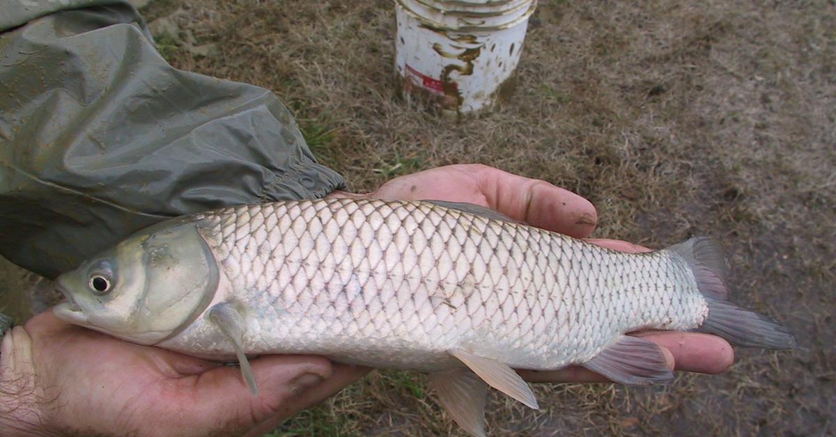 Picture of Grass Carp, known in Indonesia as Ikan Rumput.