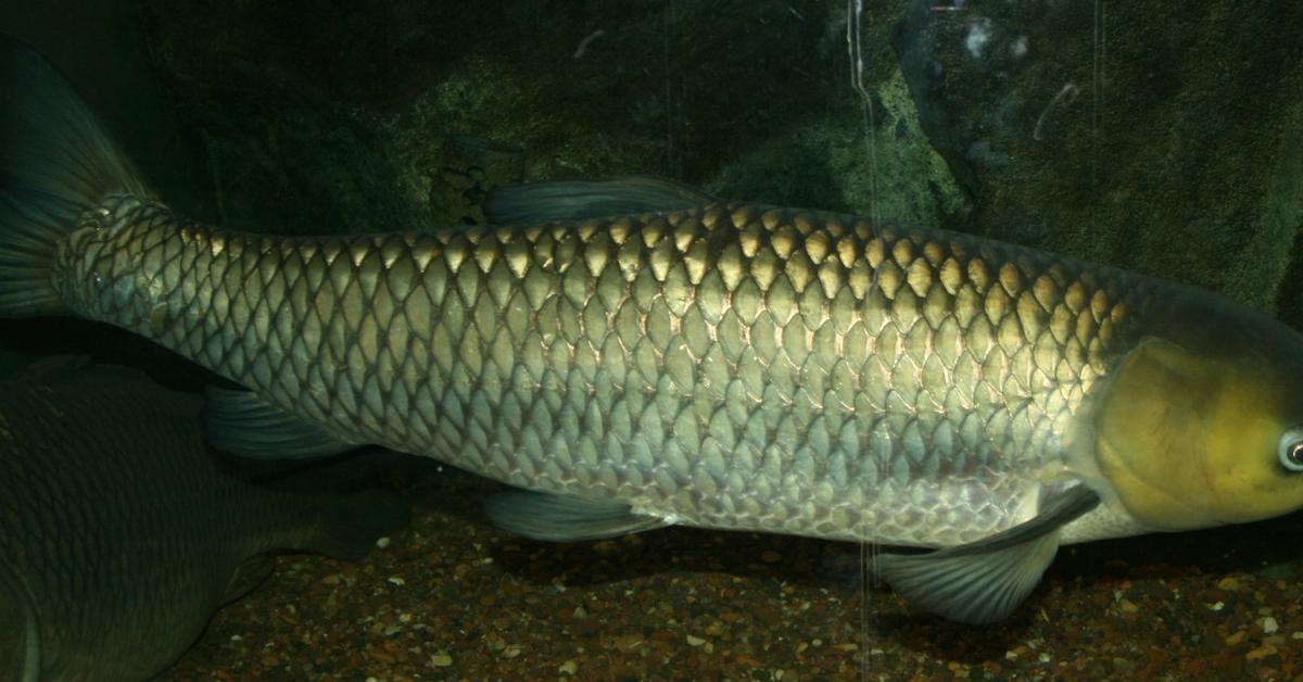 Elegant Grass Carp in its natural habitat, called Ikan Rumput in Indonesia.