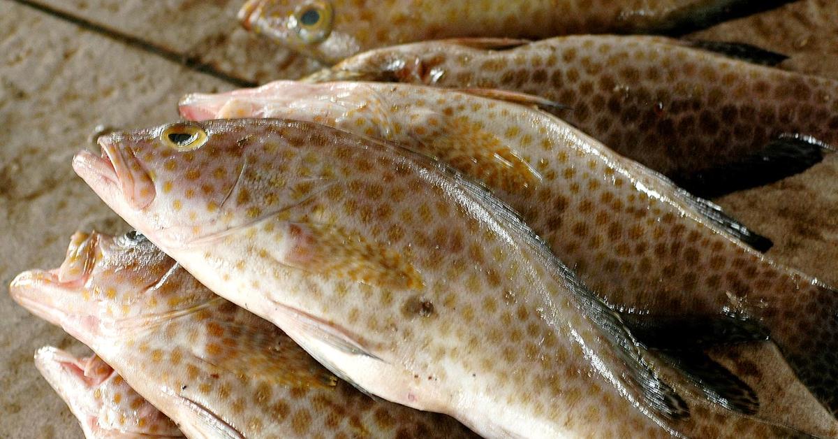 Stunning image of the Grouper (Epinephelinae), a wonder in the animal kingdom.