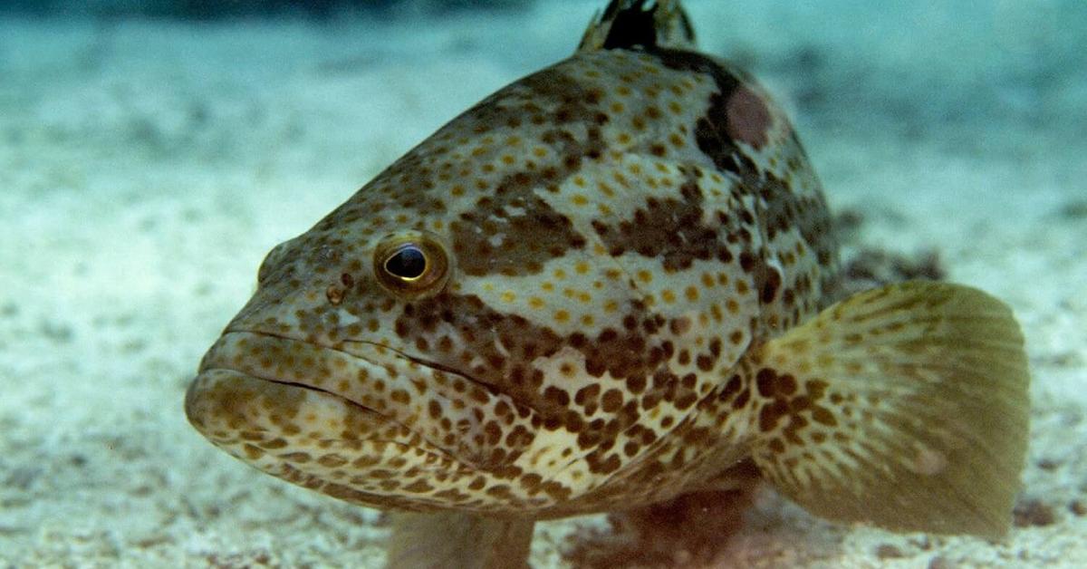 Captivating presence of the Grouper, a species called Epinephelinae.