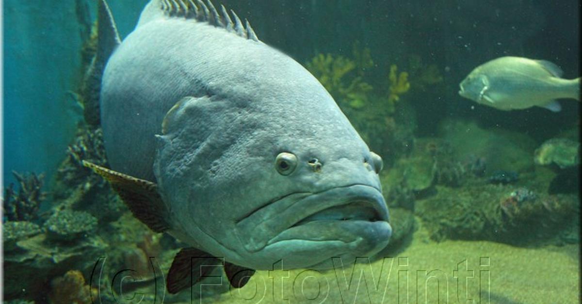 Elegant portrayal of the Grouper, also known as Epinephelinae.