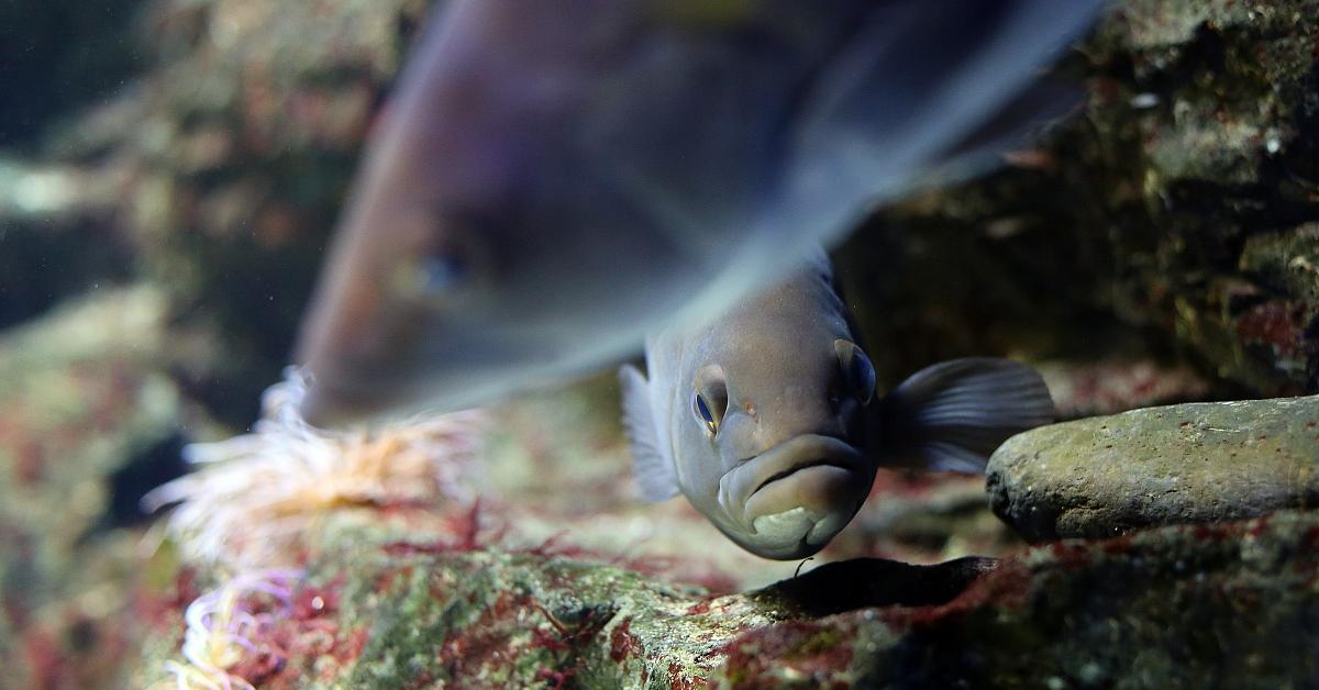 Stunning depiction of Grouper, also referred to as Epinephelinae.