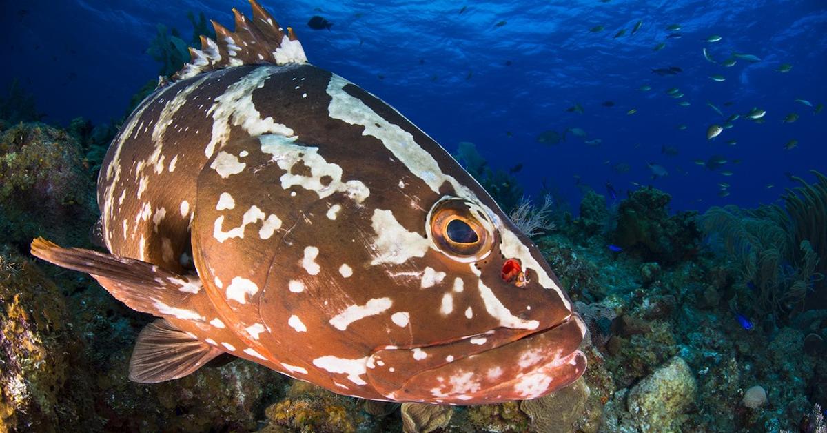 The Grouper in its natural beauty, locally called Kerapu.