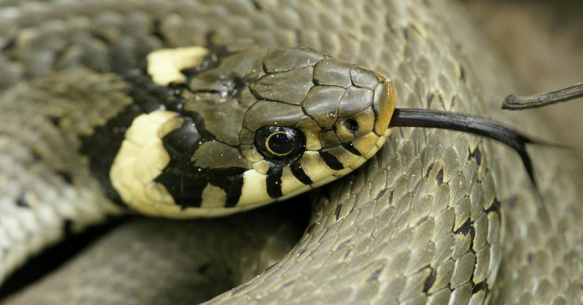 Visual of Grass Snake, or Ular Rumput in Indonesian, showcasing its beauty.