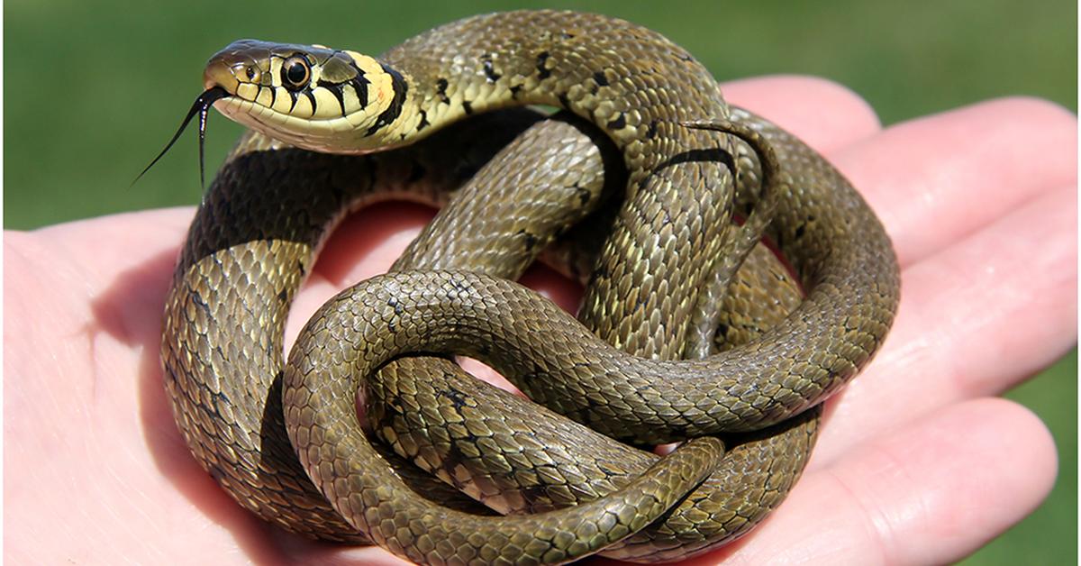 Image showcasing the Grass Snake, known in Indonesia as Ular Rumput.