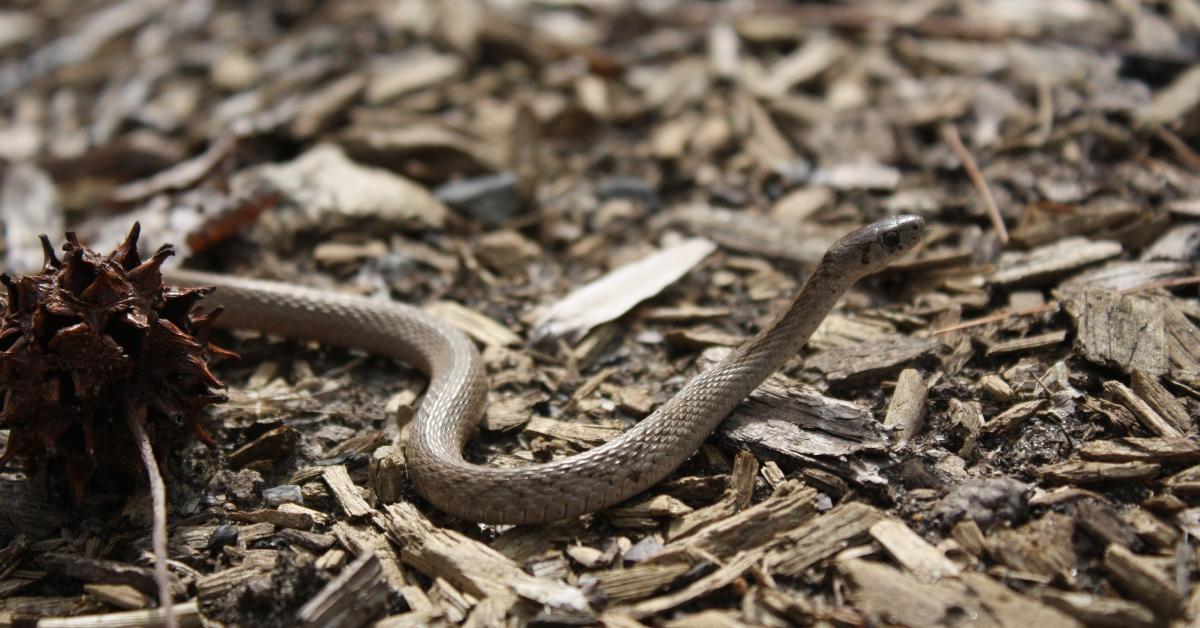 The alluring Grass Snake, commonly referred to as Ular Rumput in Bahasa Indonesia.