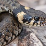 A look at the Grass Snake, also recognized as Ular Rumput in Indonesian culture.