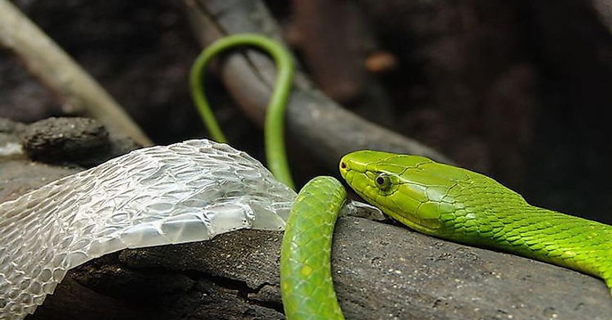 Detailed shot of the Green Mamba, or Dendroaspis, in its natural setting.