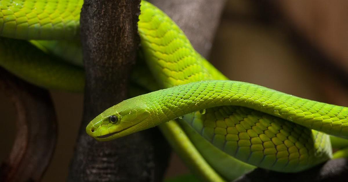 Close-up view of the Green Mamba, known as Mamba Hijau in Indonesian.