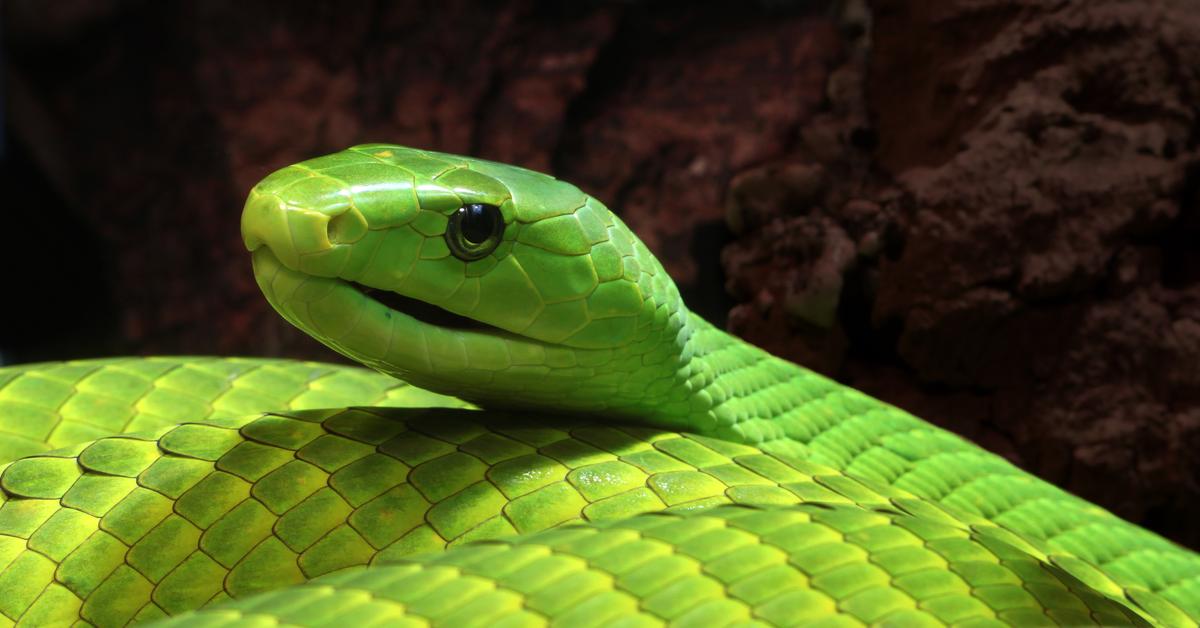 Detailed shot of the Green Mamba, or Dendroaspis, in its natural setting.