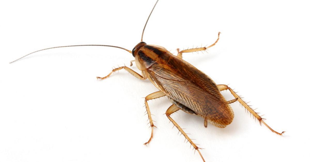 Graceful German Cockroach, a creature with the scientific name Blattella Germanica.