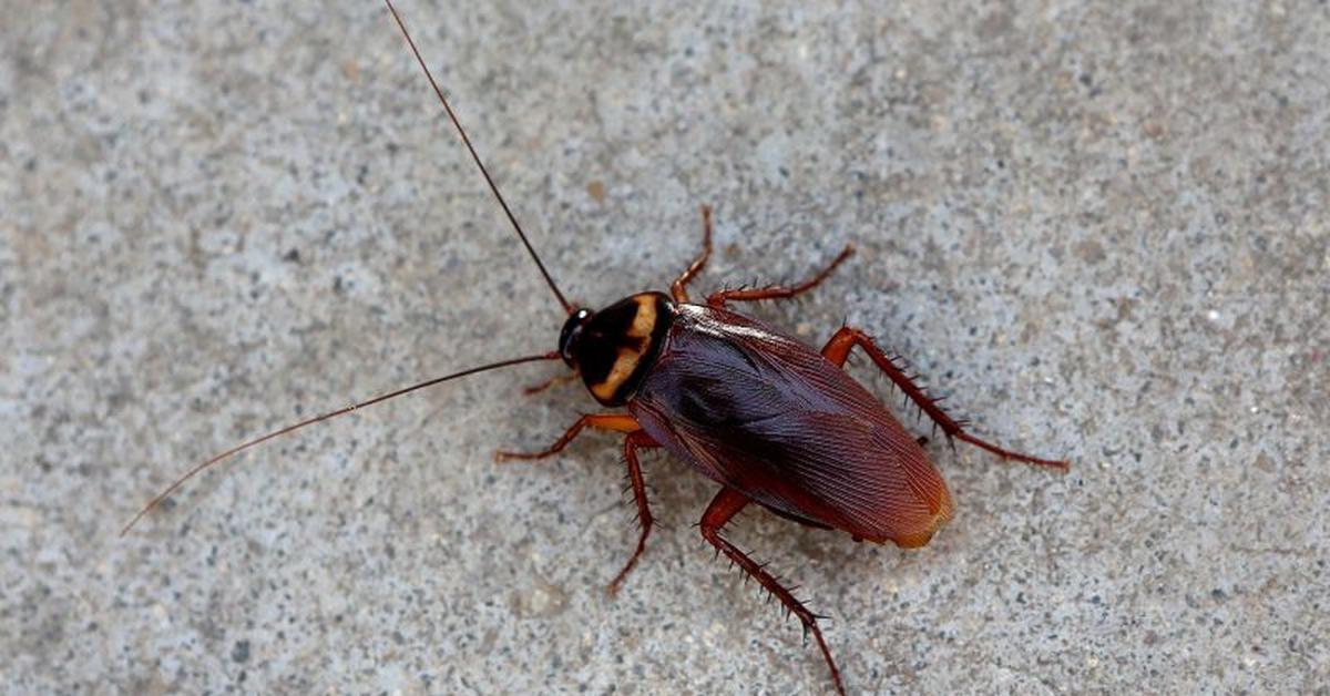 The German Cockroach, a species known as Blattella Germanica, in its natural splendor.