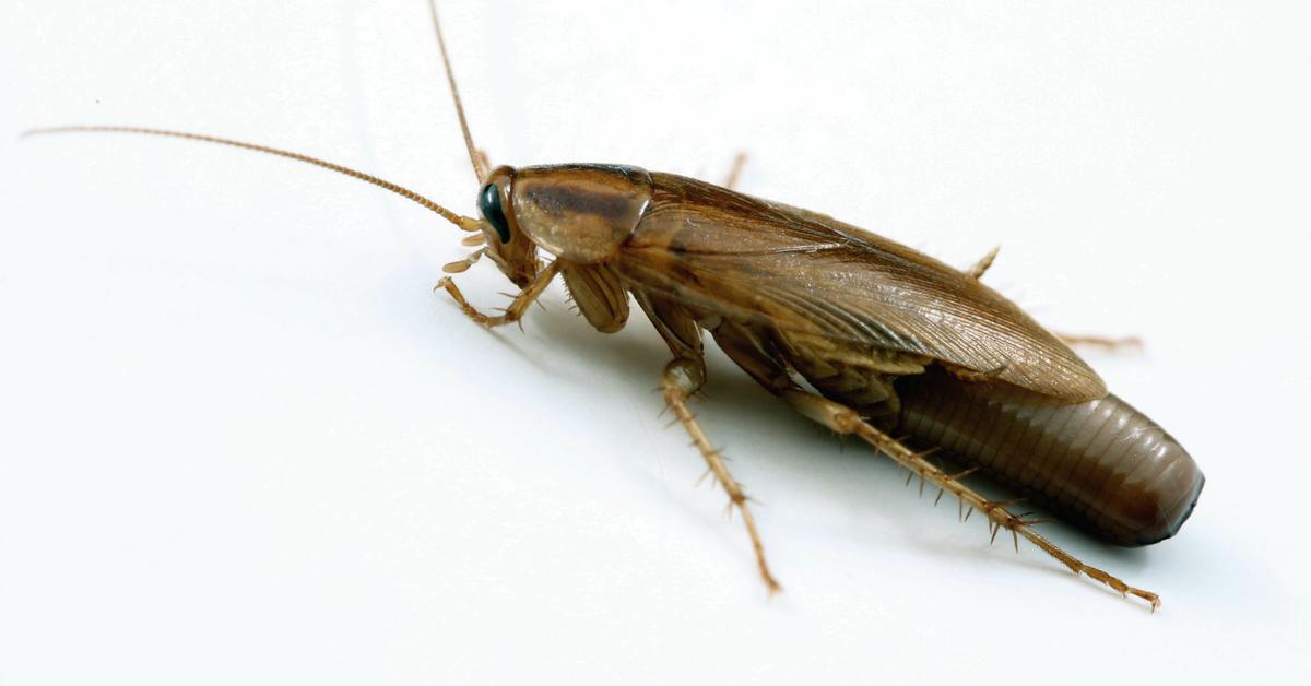 Stunning image of the German Cockroach (Blattella Germanica), a wonder in the animal kingdom.