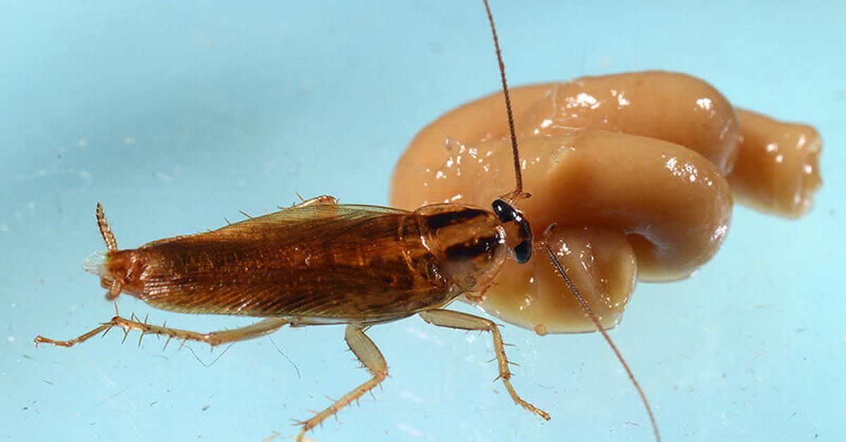 Image showcasing the German Cockroach, known in Indonesia as Kakerlak Jerman.