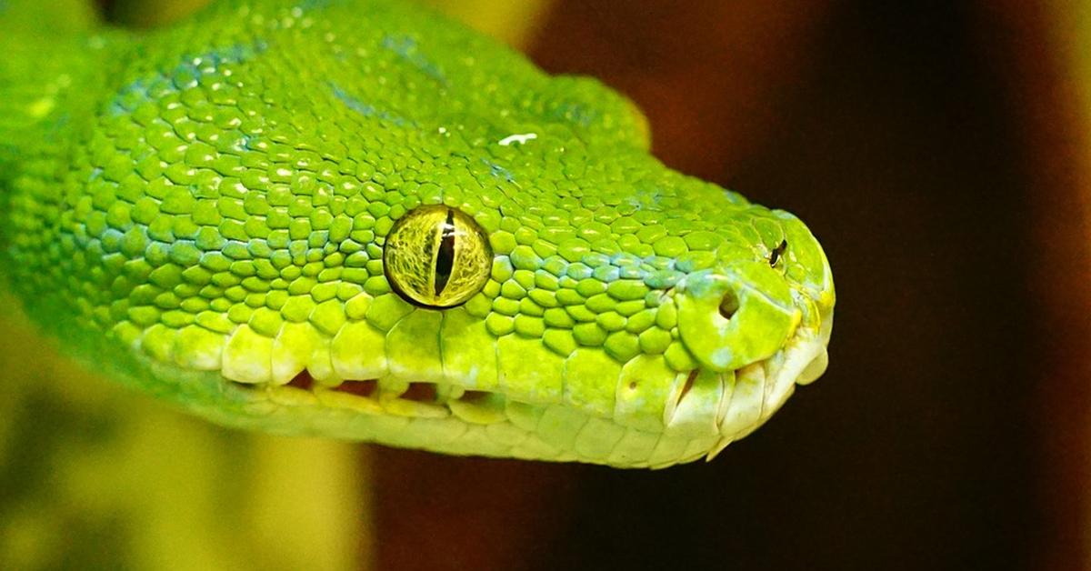 Striking appearance of the Green Tree Python, known in scientific circles as Morelia viridis.