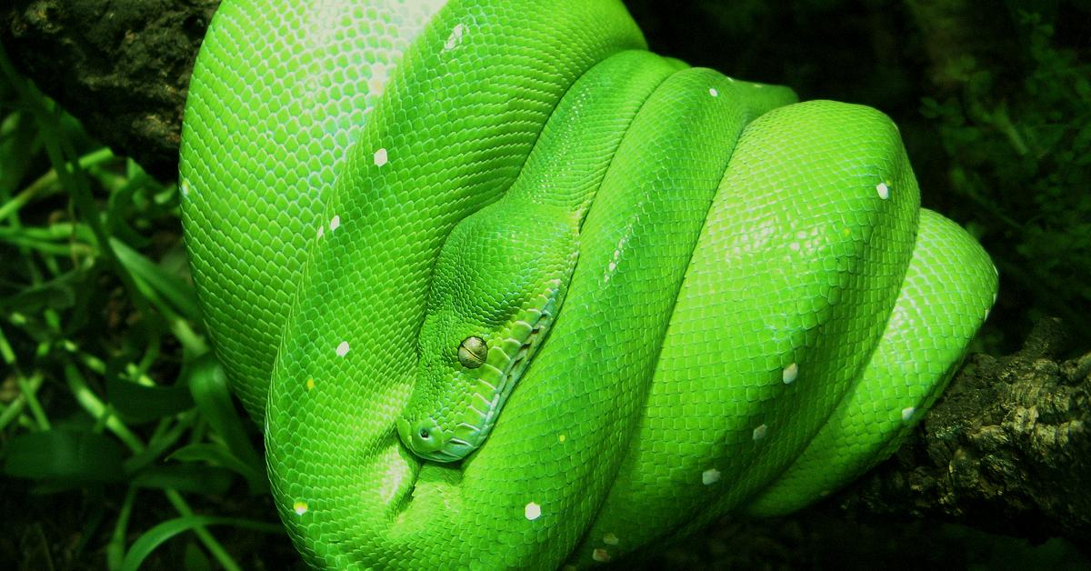 Vibrant snapshot of the Green Tree Python, commonly referred to as Piton Pohon Hijau in Indonesia.