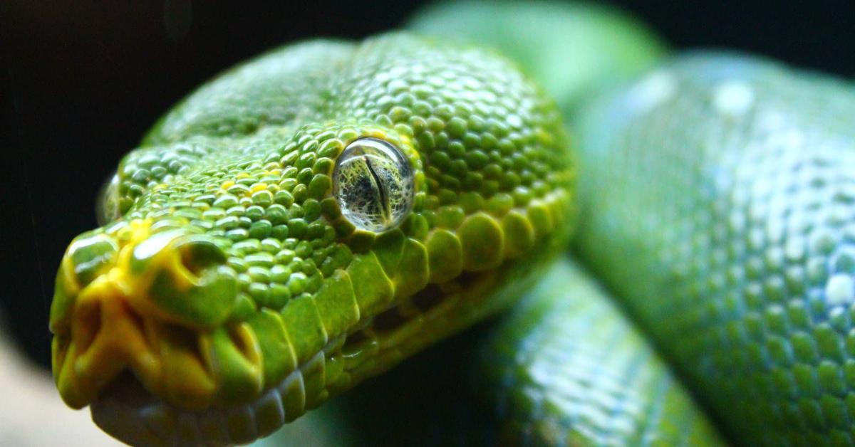 Dynamic image of the Green Tree Python, popularly known in Indonesia as Piton Pohon Hijau.