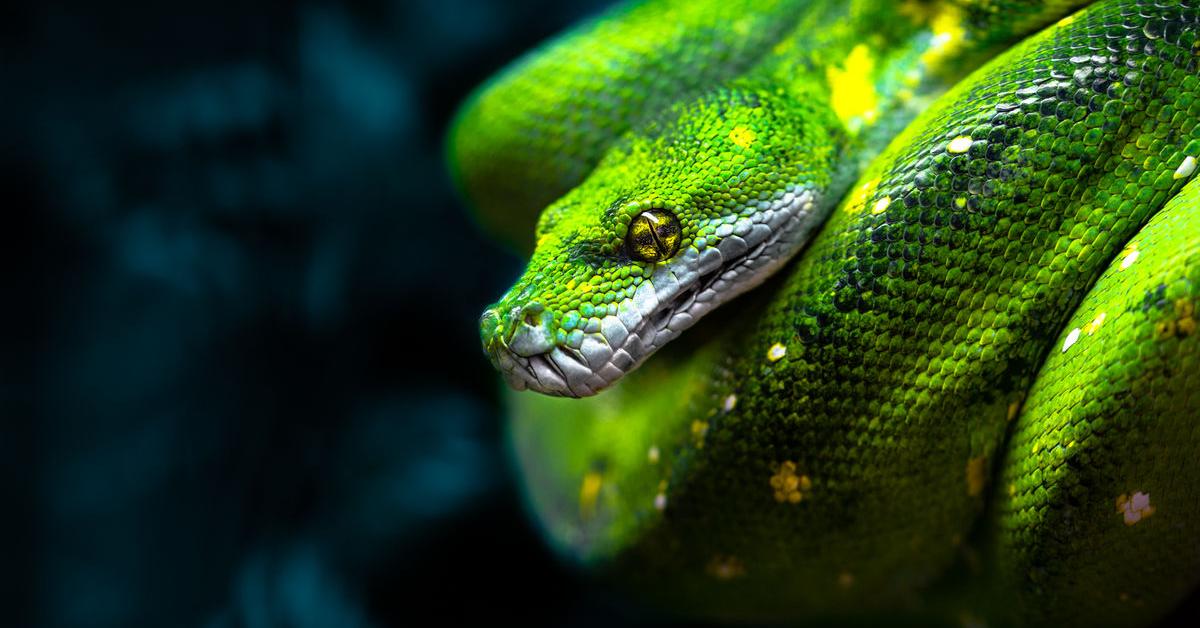 Captivating presence of the Green Tree Python, a species called Morelia viridis.