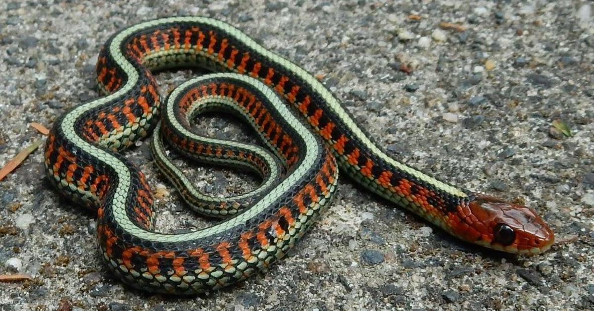 Iconic view of the Garter Snake, or Thamnophis sirtalis, in its habitat.