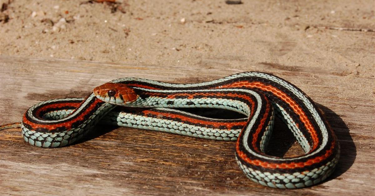 Stunning depiction of Garter Snake, also referred to as Thamnophis sirtalis.