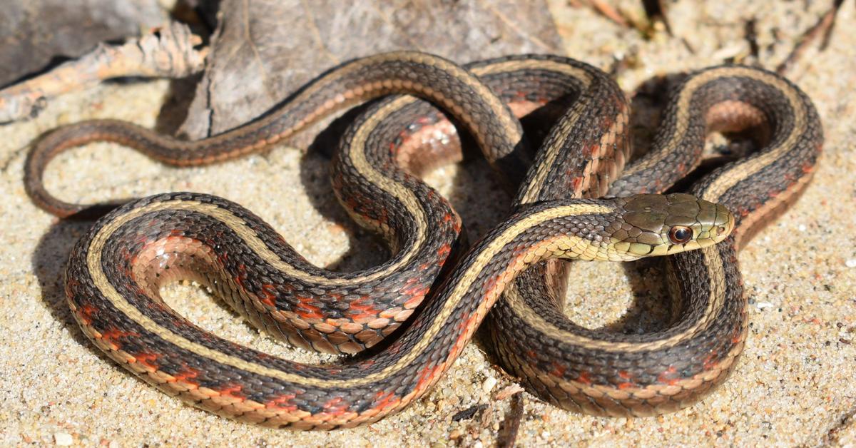 The Garter Snake in its natural beauty, locally called Ular Garter.