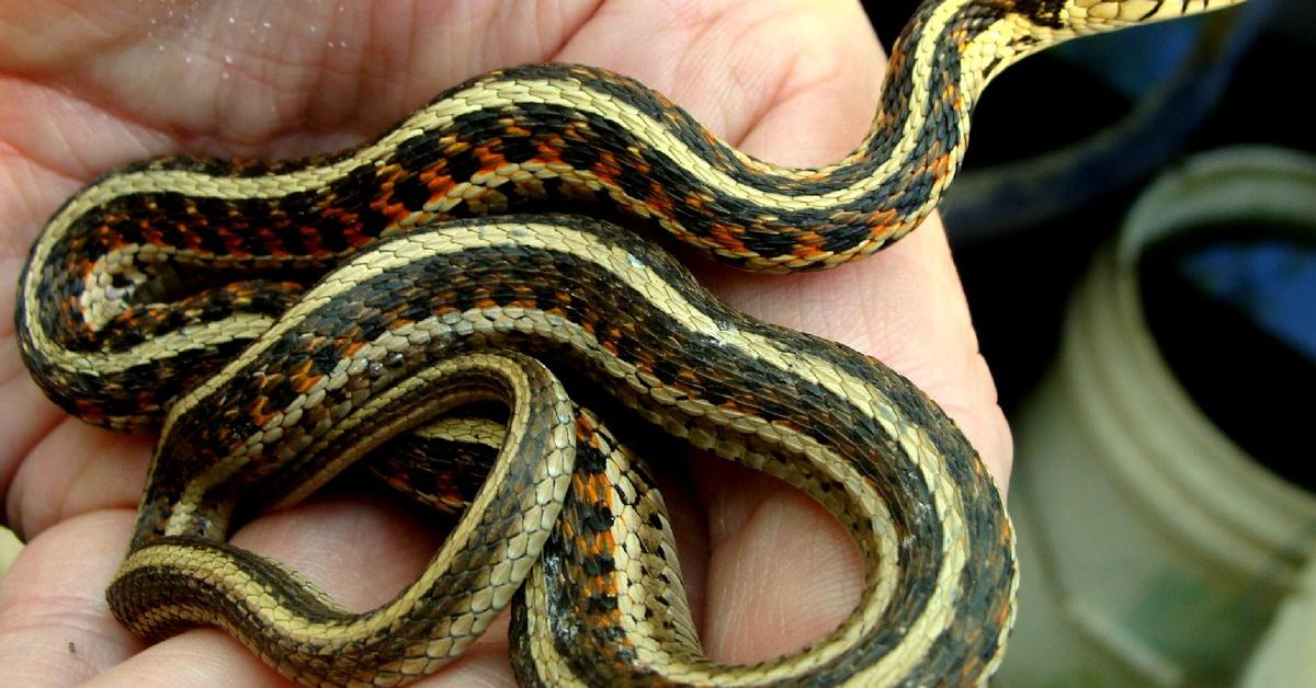 Dynamic image of the Garter Snake, popularly known in Indonesia as Ular Garter.