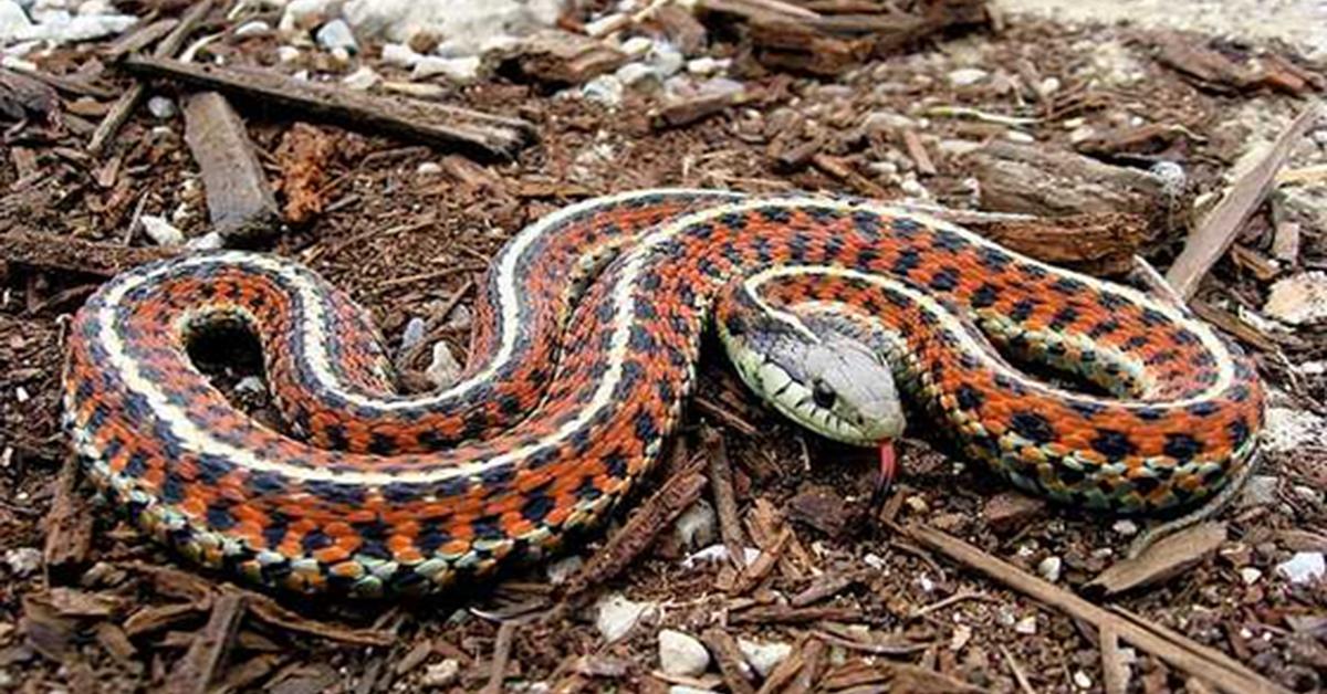 Splendid image of the Garter Snake, with the scientific name Thamnophis sirtalis.