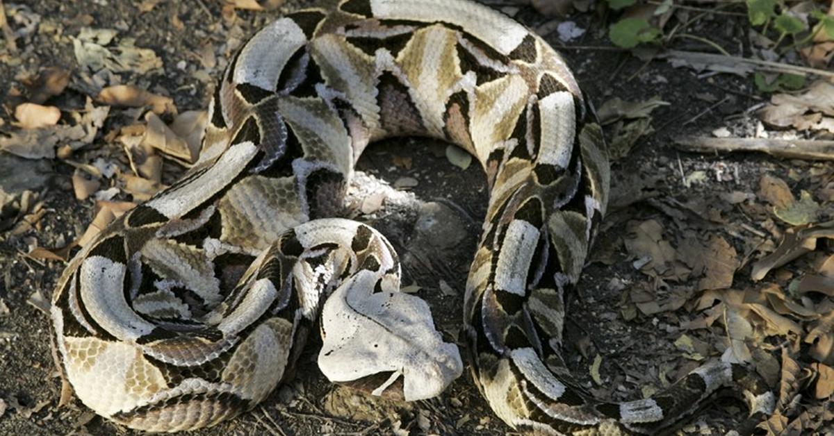 Captured moment of the Gaboon Viper, in Indonesia known as Ular Gaboon.