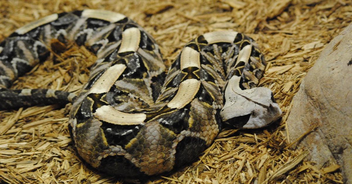 Iconic view of the Gaboon Viper, or Bitis gabonica, in its habitat.